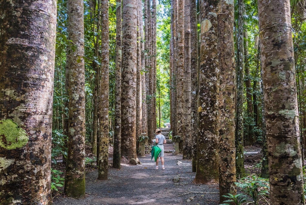 Аллея каури, Паронелла-Парк, Иннисфэйл, Квинсленд, Австралия; фото (как и следующие) - из домашнего архива