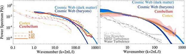 On   the left: power and density spectra of all samples (for brain samples,   cross-sectional spectra of different sizes and magnification factors are   shown). On the right: power and density spectra (in the case of brain   tissues, only 40× slices are used here), and the shaded areas cover the   entire spectrum distribution for all samples (12 slices for space web samples   and four for brain samples). Comparison of power spectra from other samples   of natural systems is shown in gray lines. [5], charts form [5]