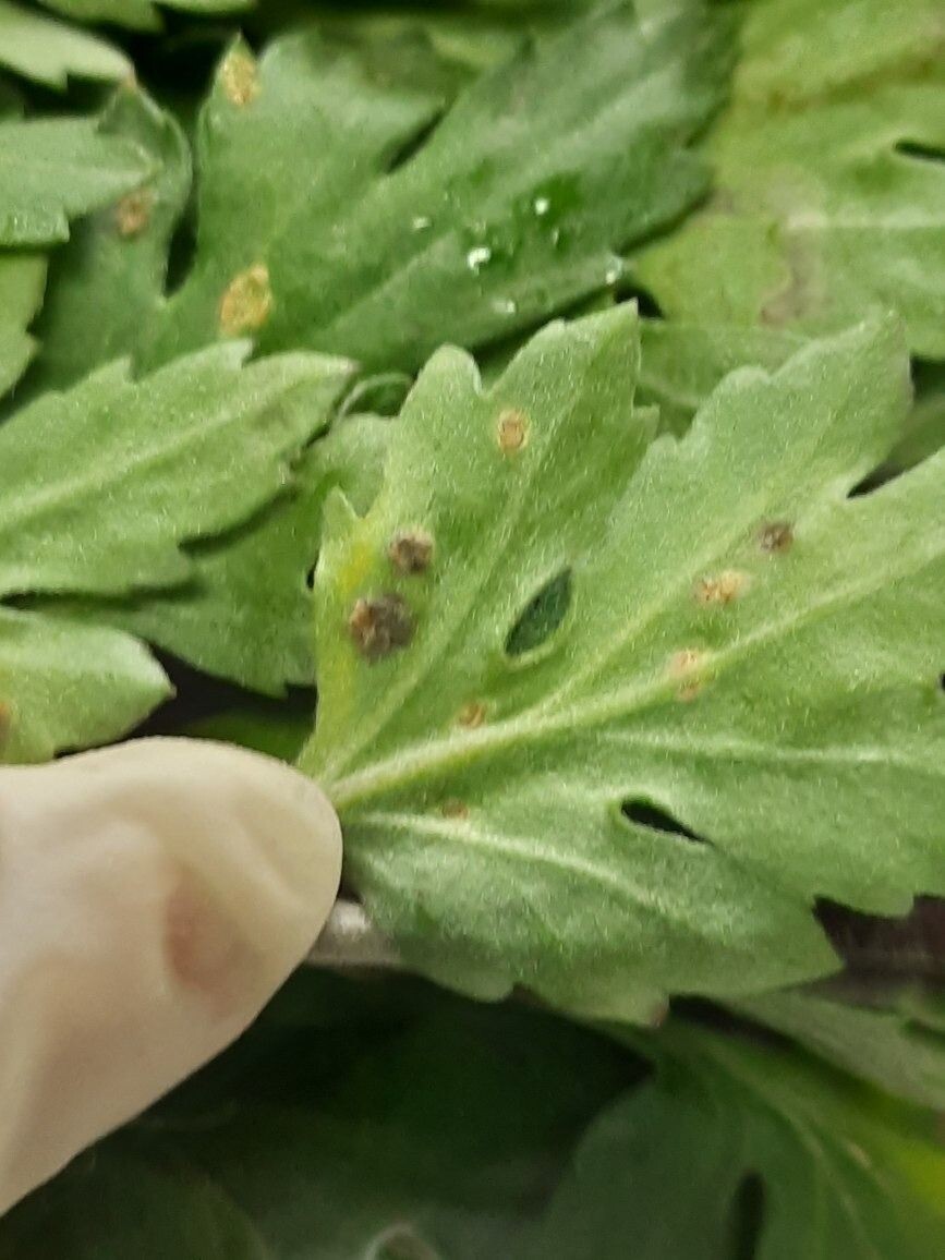     Источник: 125.fsvps.gov.ru