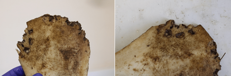    Раны от укусов крупного кошачьего хищника с обеих сторон тазовой кости индивида 6DT19 / © Thompson et al., 2025, PLOS One