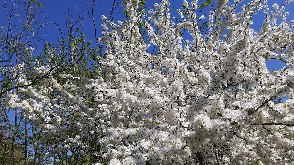 Вот такое буйное цветение, фото автора
