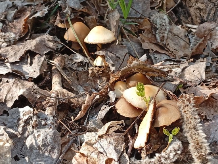    В Бузулукском бору начался грибной сезон Оренбуржье