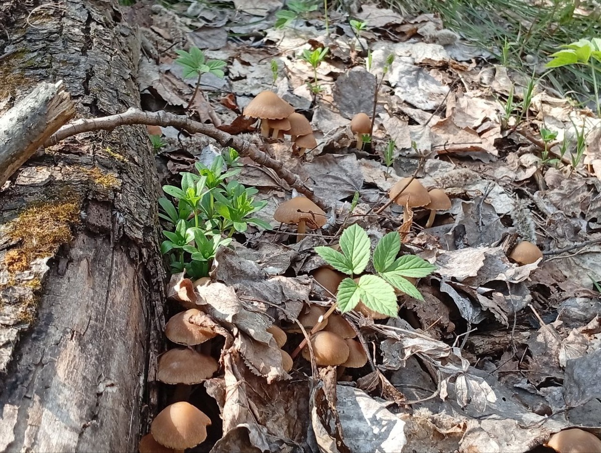     В Бузулукском бору начался грибной сезон Оренбуржье
📷    В Бузулукском бору начался грибной сезон Оренбуржье
