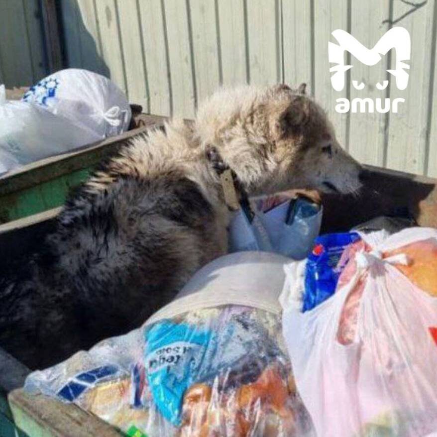    Источник фото: Amur Mash