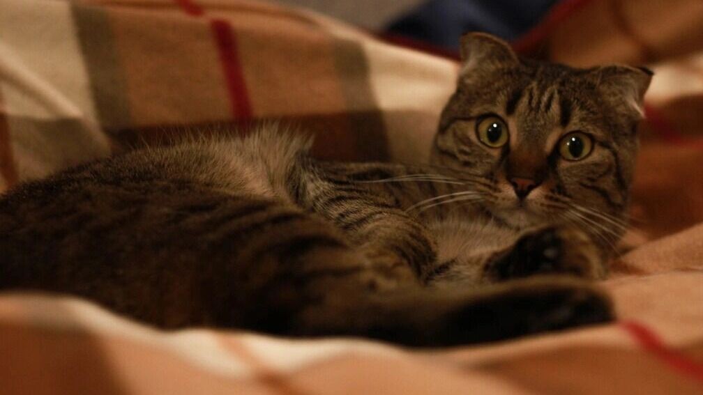     Источник: 1MI