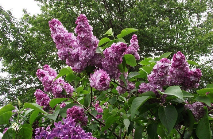    Фото из ТГ-канала "СГК Новосибирск"