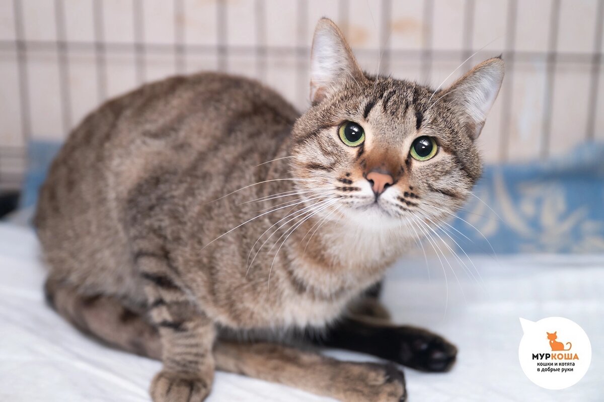 Генацвале приехал с передержки.