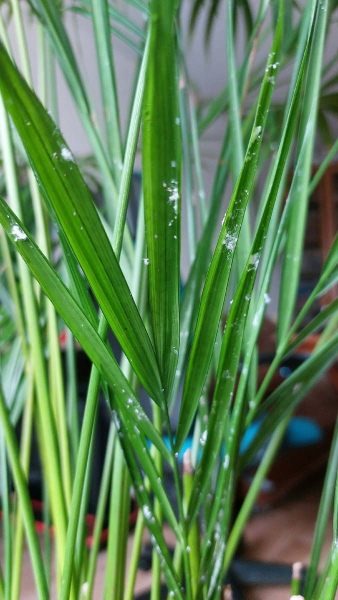 Следы мучнистого червеца на листьях пальмы Ареки.
