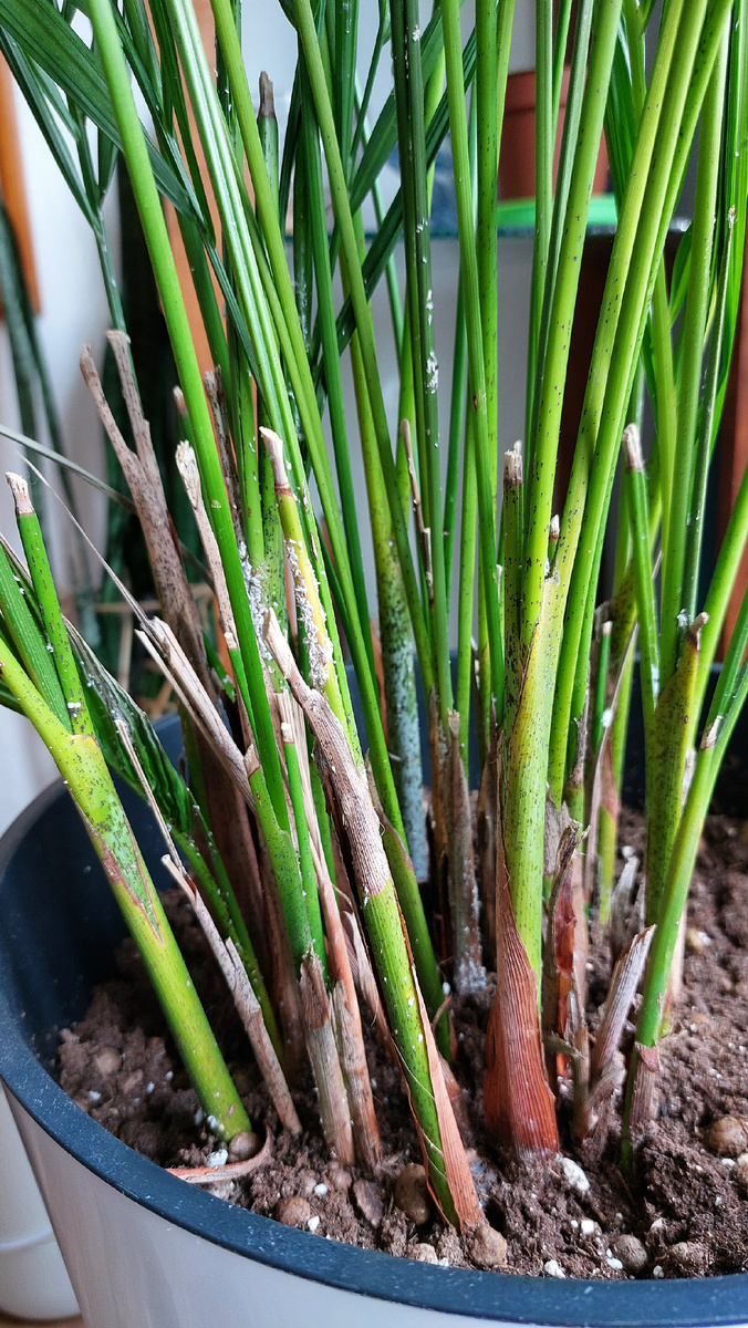 Мучнистый червец в основании листьев пальмы Ареки. 