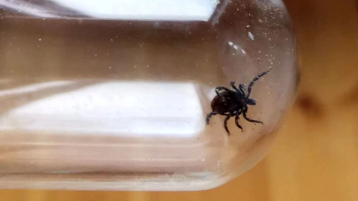     Источник: 1MI