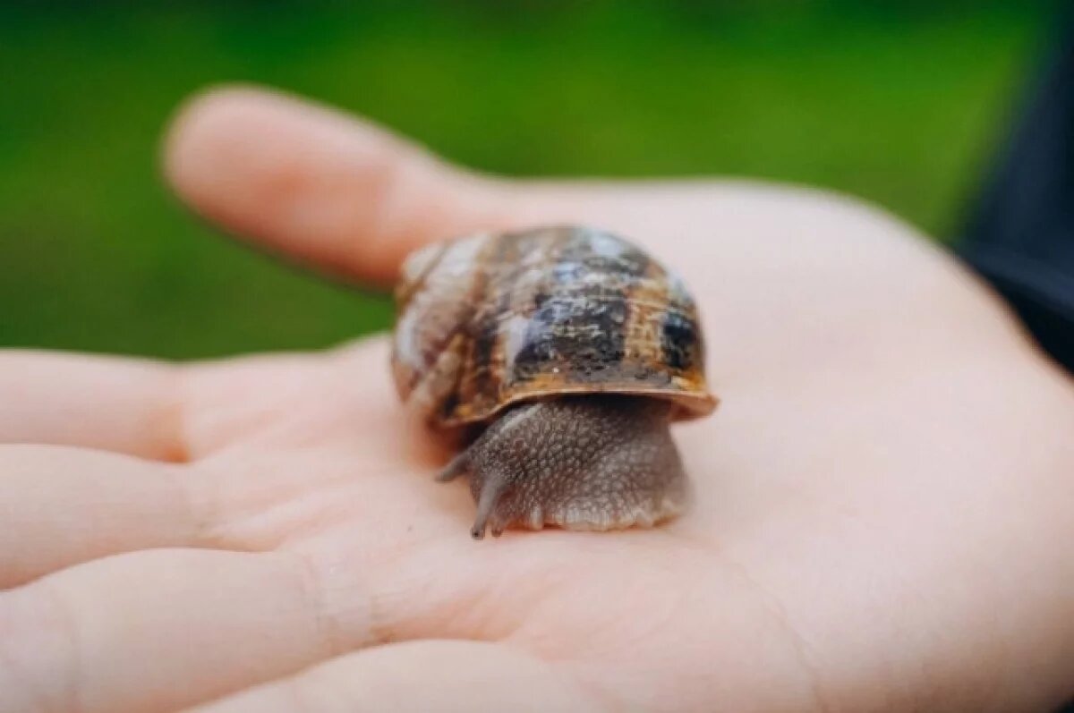    В Хабаровском крае зовут на пельмени, улиток и горные тропы