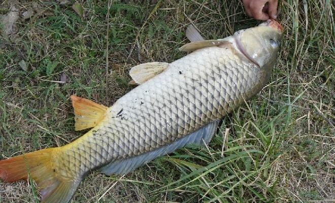 Ловля сазана: секреты прикормки и мастерство техники