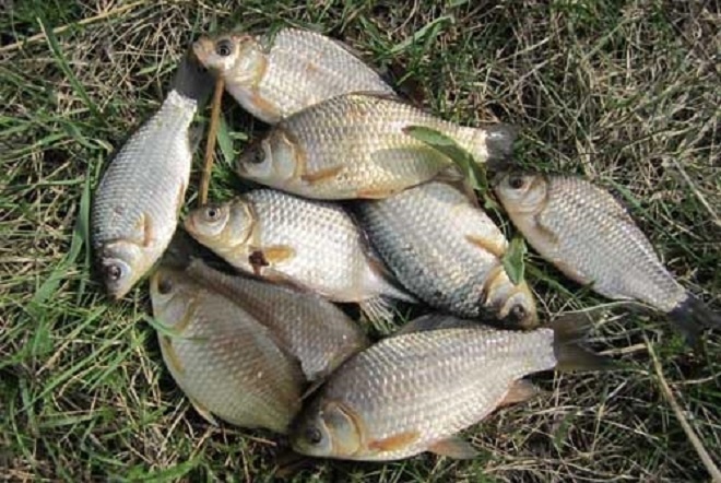 Все секреты успешной ловли карася и достижения большого улова