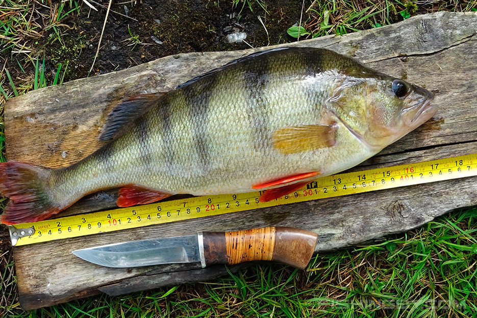 Рыбалка на окуня: прикормка, приманки и секреты успешной ловли