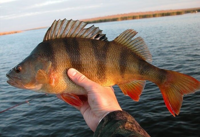 Рыбалка на окуня: прикормка, приманки и секреты успешной ловли