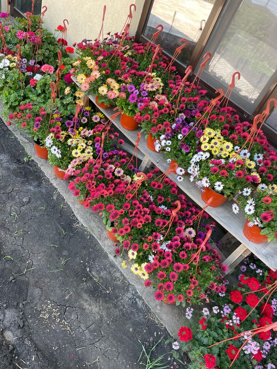 Соседка цветочки развела,красота