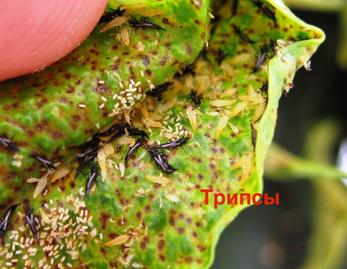 Трипсы
