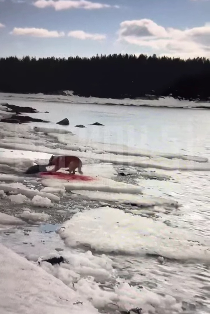 Собака напала на тюленя Кандалакшский залив