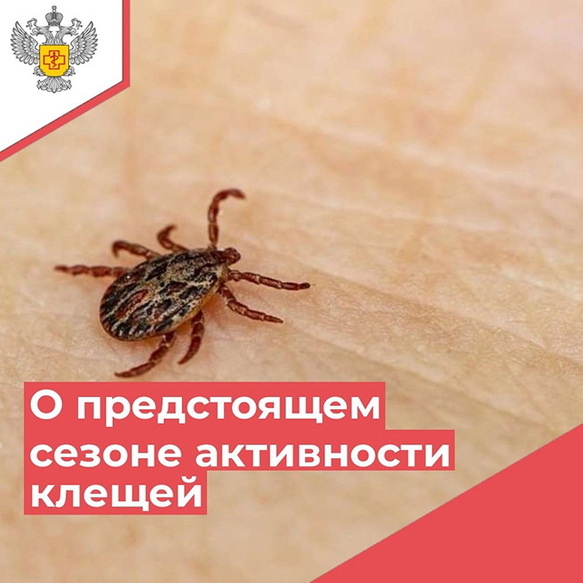 Клещи проснулись! Тверичанам напомнили о мерах защиты