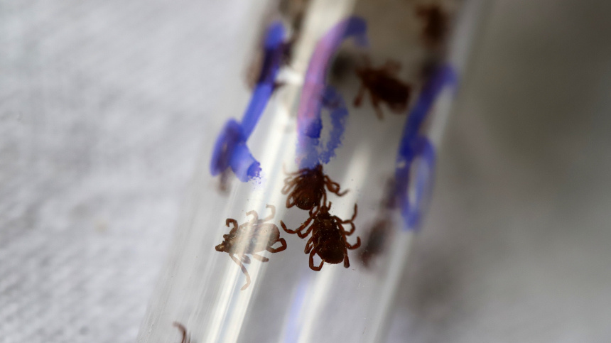    Фото: © РИА Новости/Денис Абрамов; 5-tv.ru