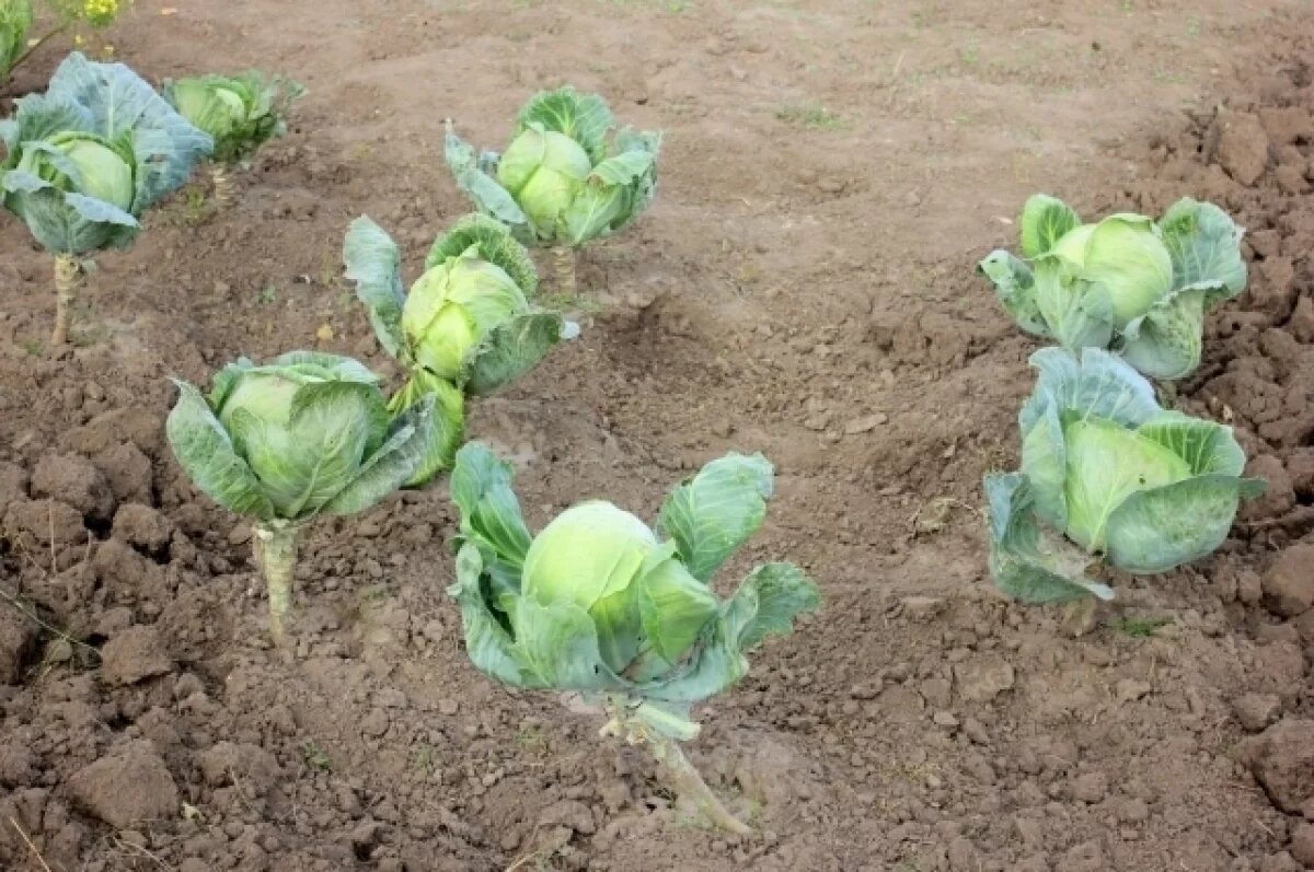    Небезопасные семена капусты реализовывали в Тульской области