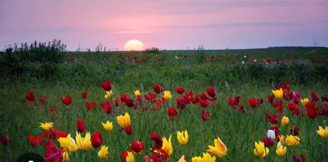 Сейчас у нас такая степь в Калмыкии! Степь в апреле просто прекрасна! 
