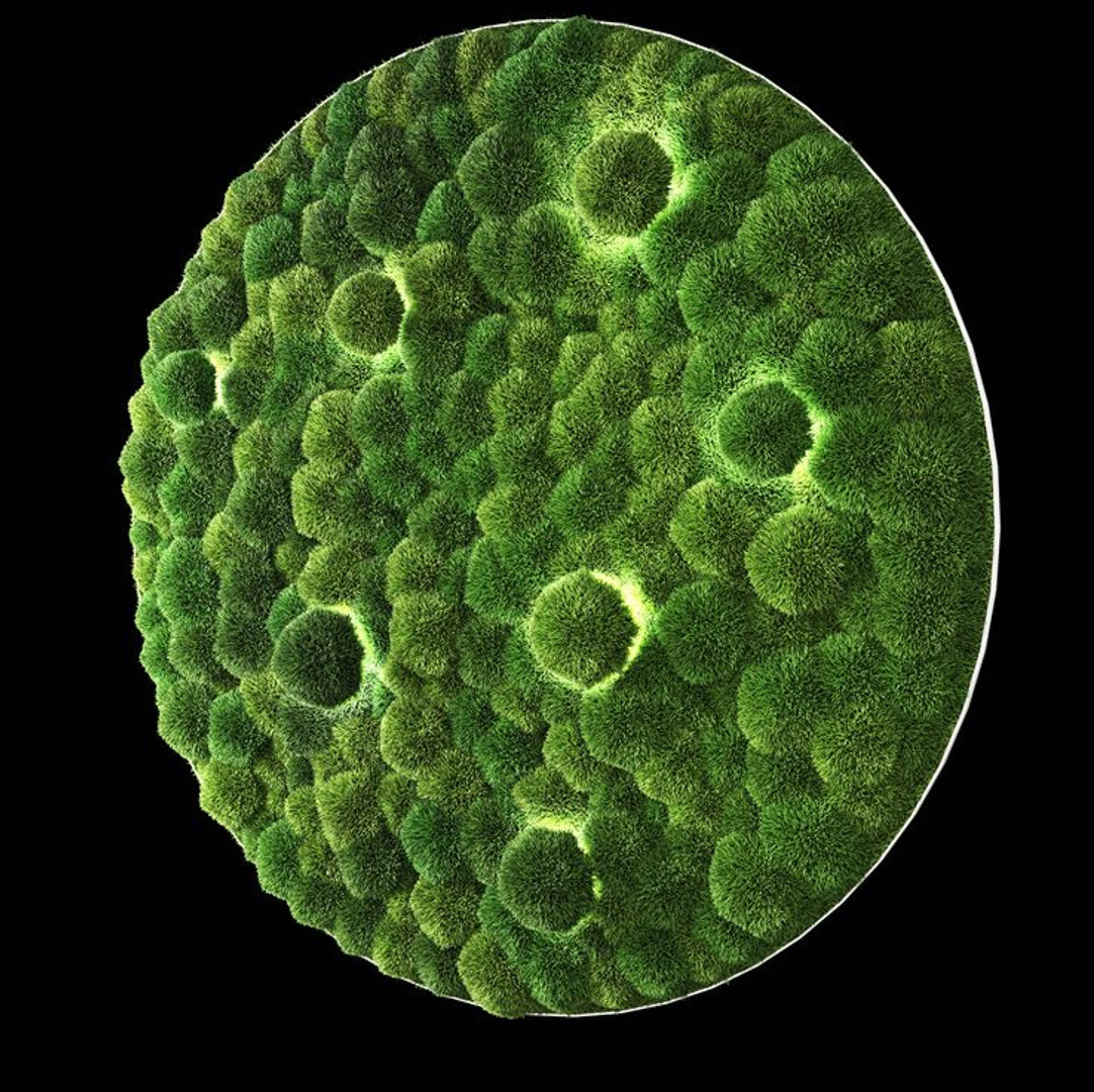 Изделие из Стабилизированного мха 