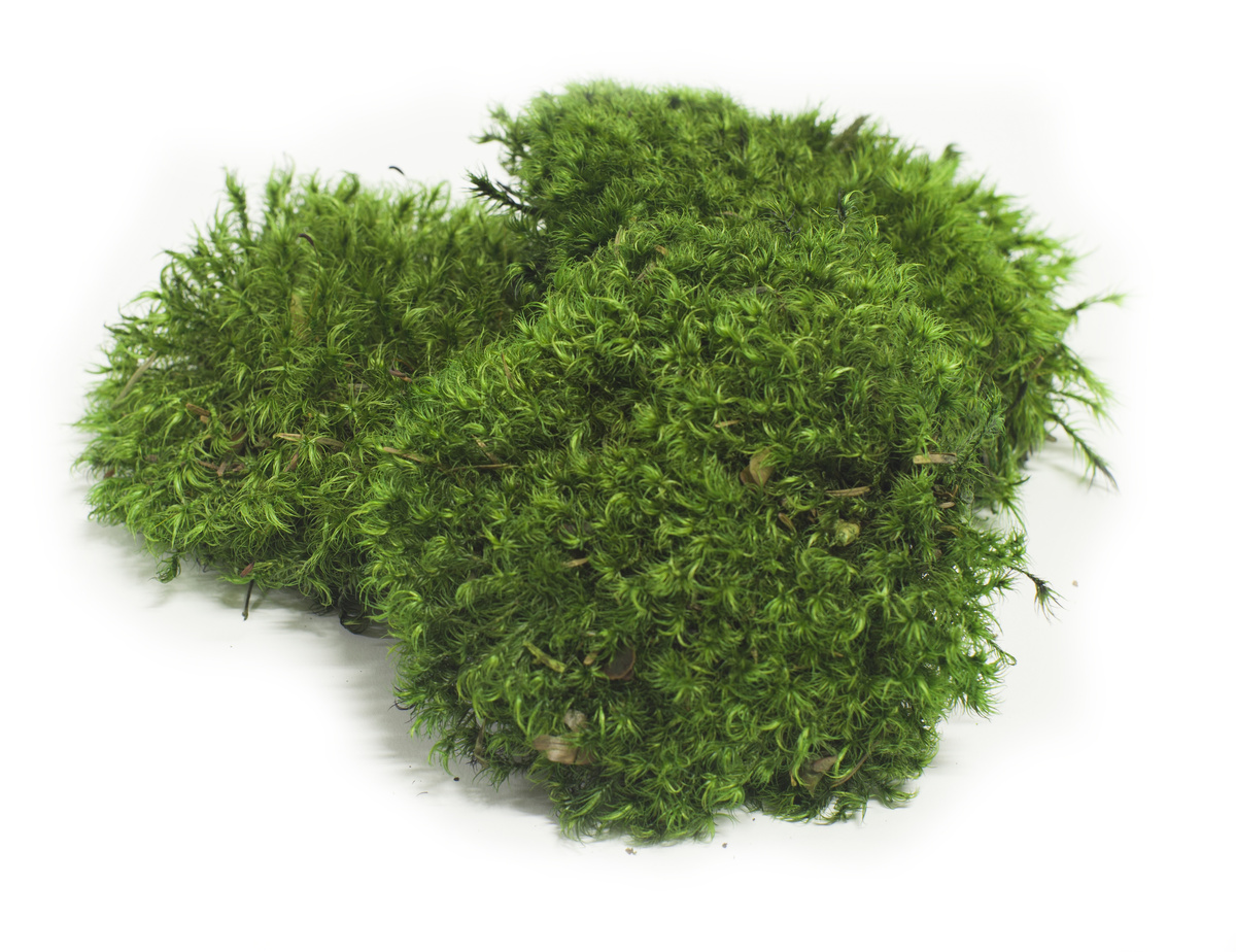 Мох стабилизированный Лесная Кочка mohoptom.ru