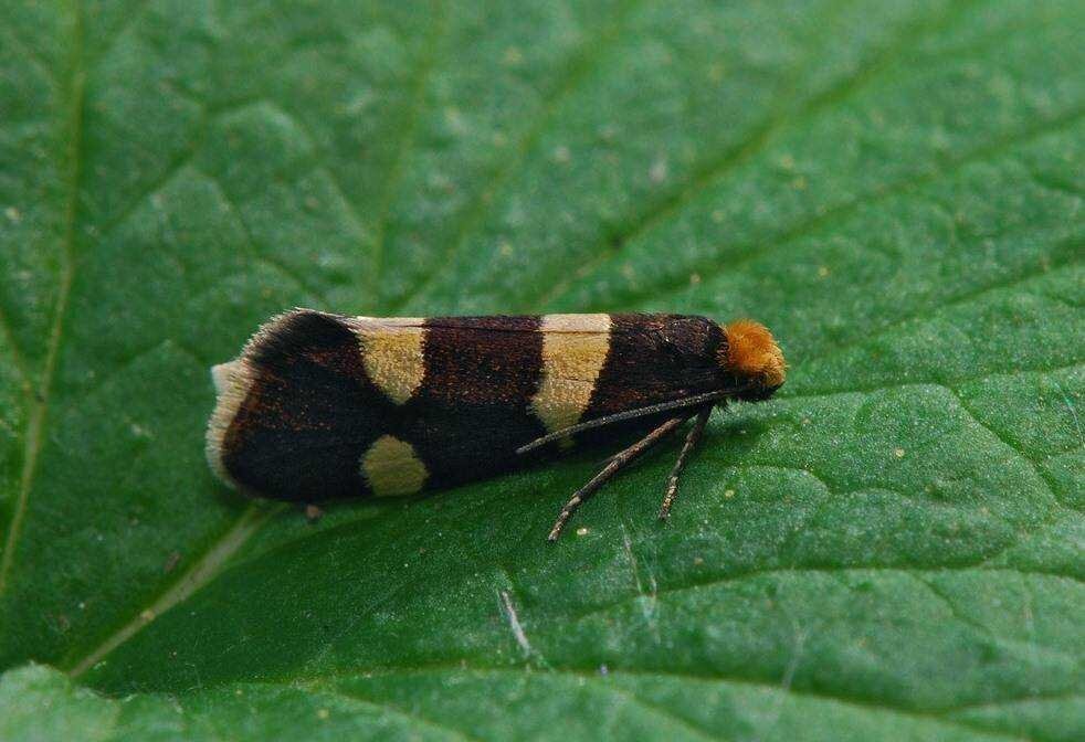 Смородинная почковая моль