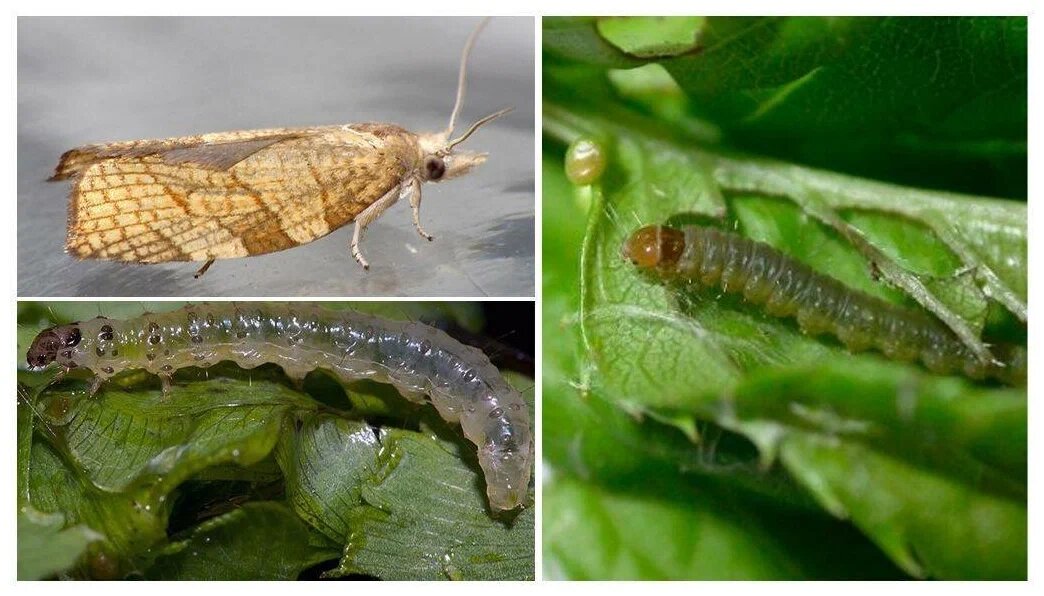 Смородинная листовёртка