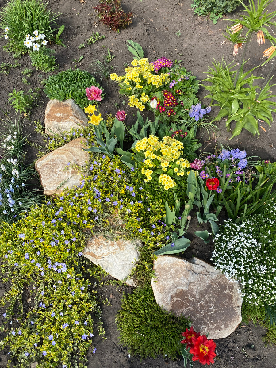 Мои первоцветы 