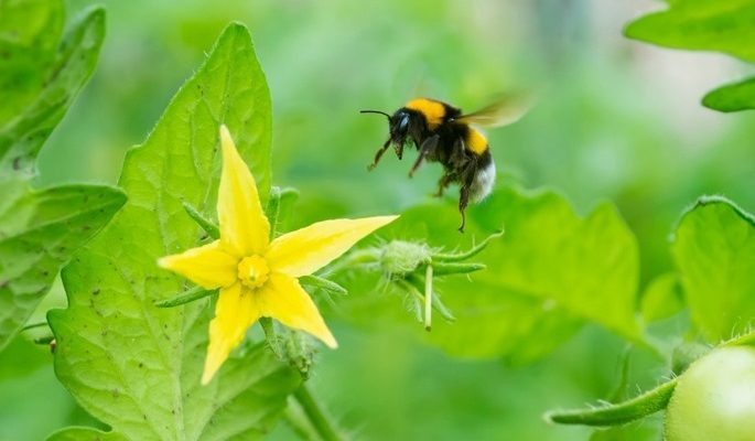    Фото сообщества Центра Агроаналитики Минсельхоза РФ во "ВКонтакте" Веселовские вести