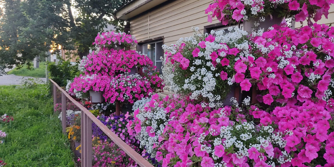 Мои планы на палисадник . Петуниевые деревья.