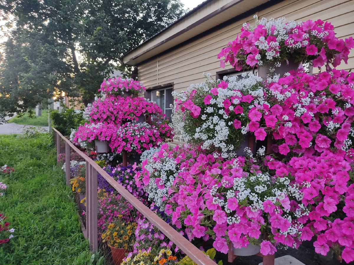 Деревья в июле.