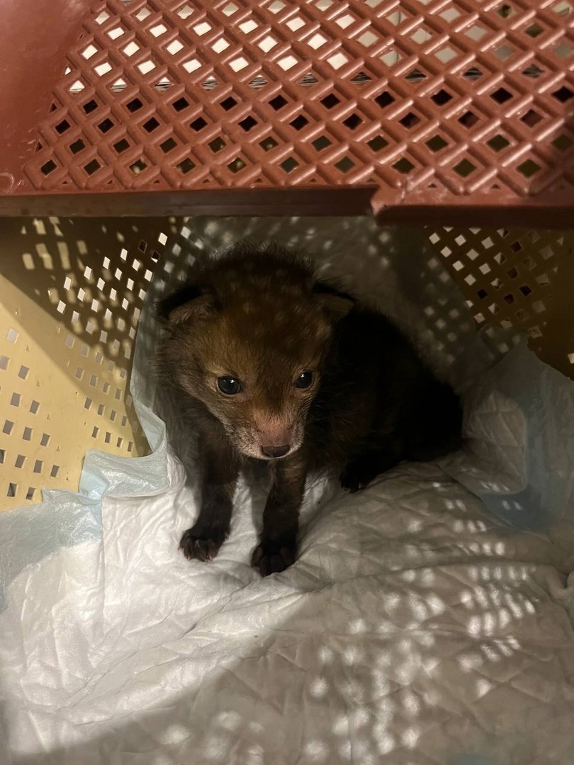 Кадры:"Сердце леса"Ему чуть больше месяца


Черненький малыш-лисенок был найден на трассе возле Калача. Обнаружили его люди, они же передали потеряшку волонтерам.

Возможно, мама-лисичка перетаскивала детишек, но одного из них потеряла. Это мальчик, лисенок.

Его передали в руки волонтеров из "Сердца леса", теперь лисий ребенок в безопасности и под защитой. Ему окажут всю необходимую помощь. Как отмечают специалисты, он совсем маленький – немногим больше месяца.

Напомним, что недавно в городе пришли на выручку двум бельчатам – у них были серьезные травмы. Одного из малышей даже пришлось доставать с дерева, куда он забрался с перепуга. К сожалению,  выжила только девочка-белочка.