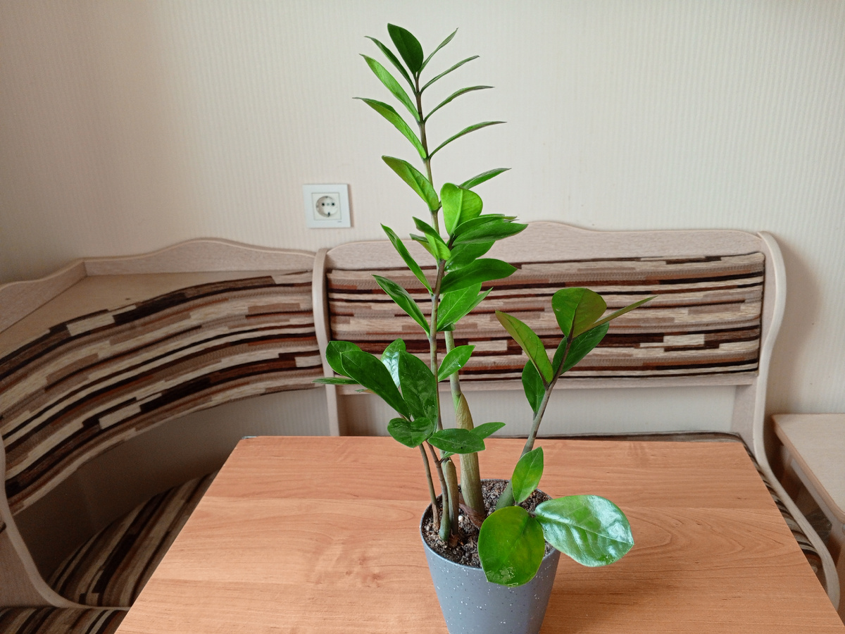 Мой малыш - замиокулькос Замиофолия.