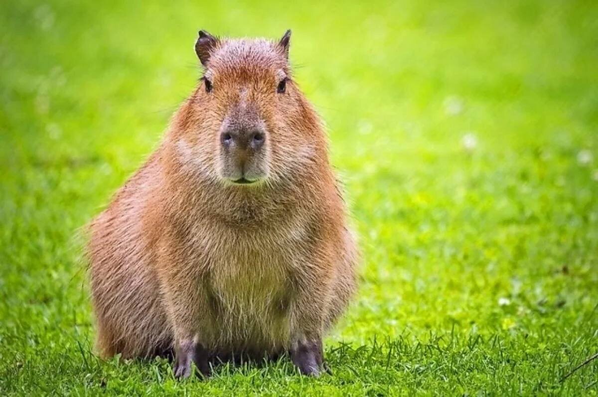 Вид капибары. 