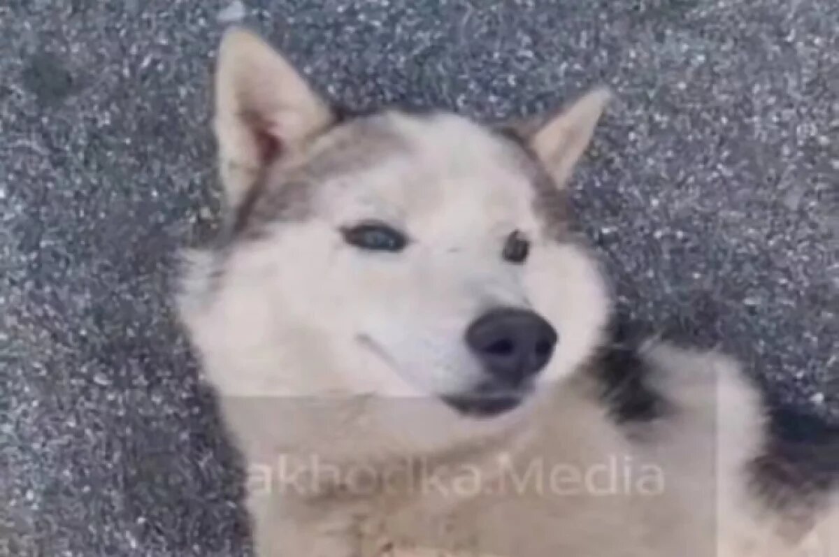    Евгений обустраивает такое пространство, в котором собаке будет комфортно передвигаться, без риска получить травмы