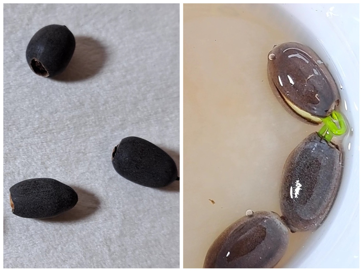 Семена лотоса