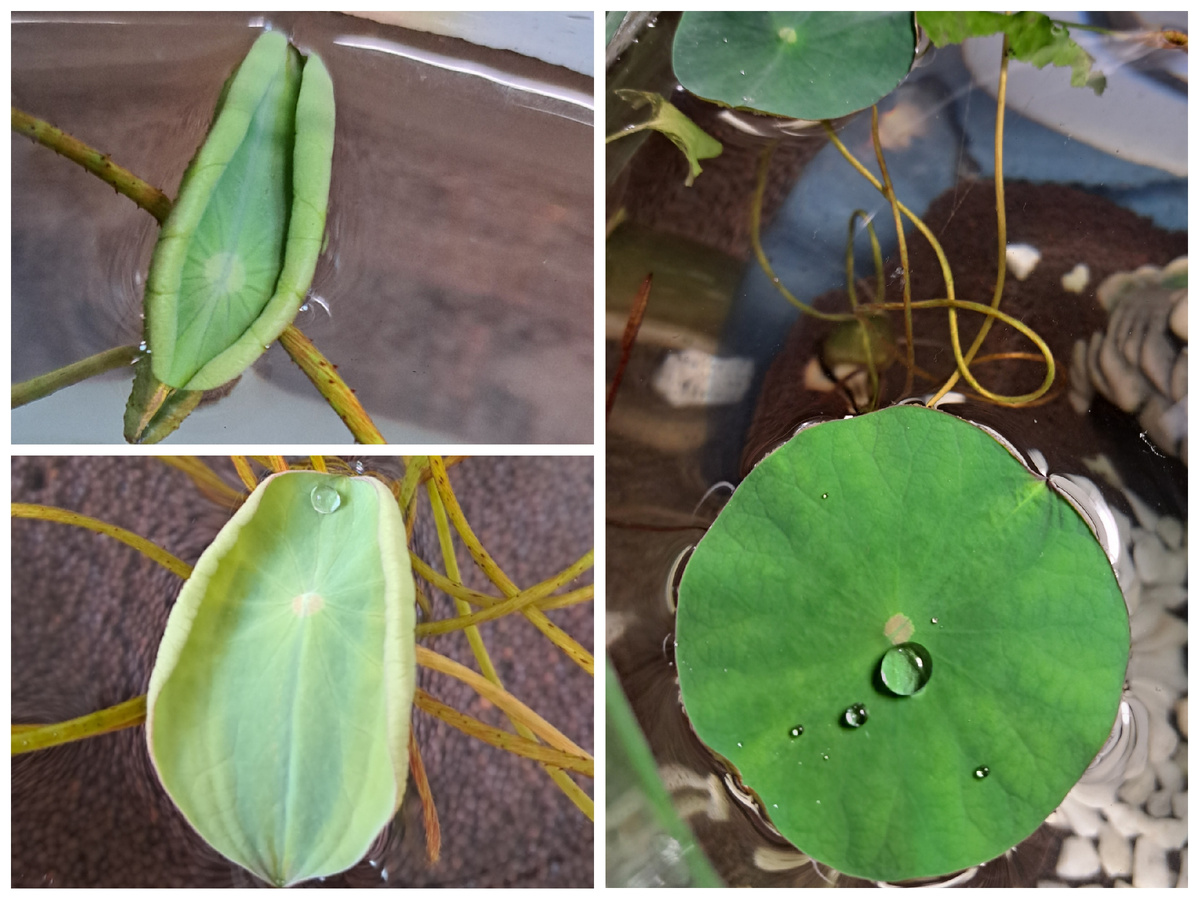 Лотос в аквариуме