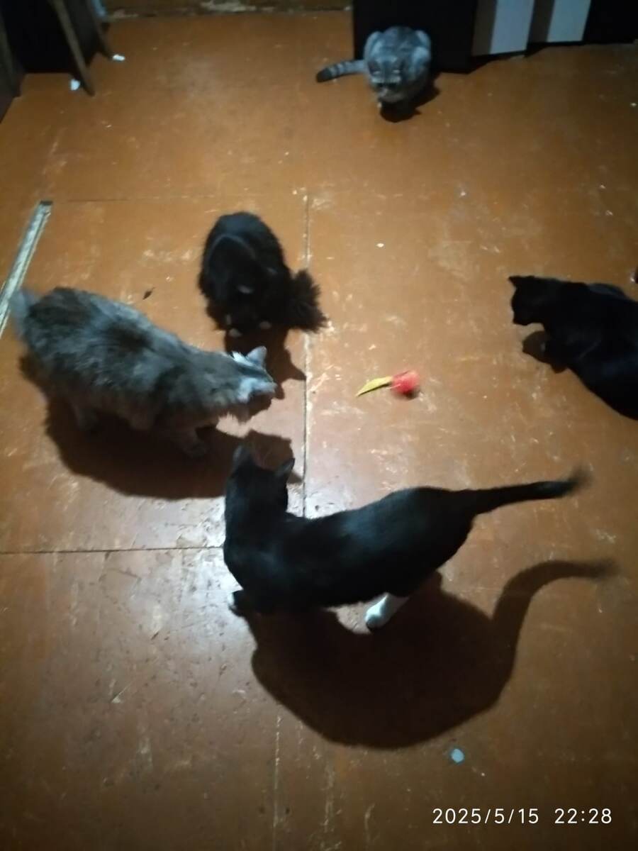 котики с новой игрушкой.