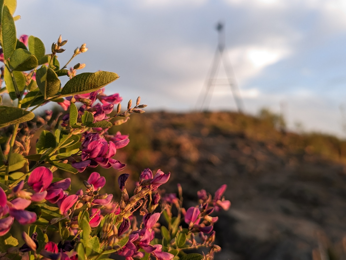 Кого только не встретишь на Крестовой сопке. Здесь красиво. 