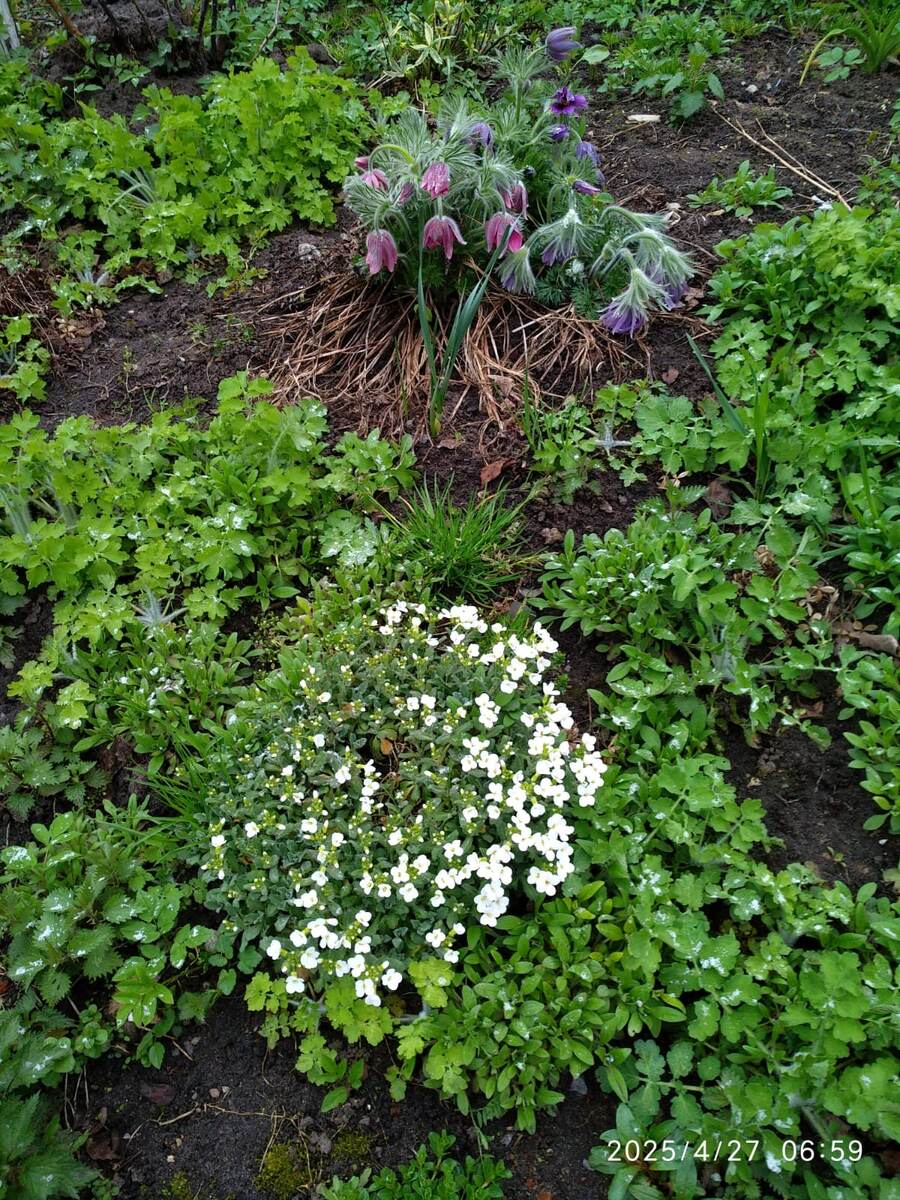 бедные прострелы заморозком прихватило