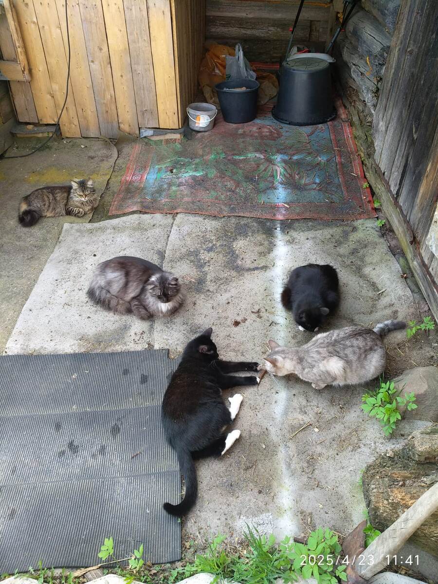 Вот так котики гуляют) Развалились в тенёчке и отдыхают)
