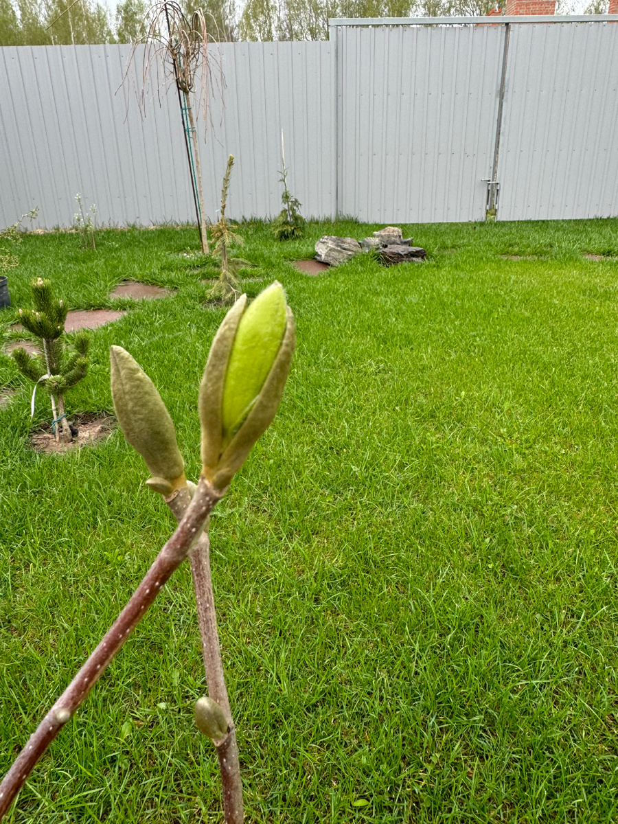 Бутон магнолии Джуди Зук