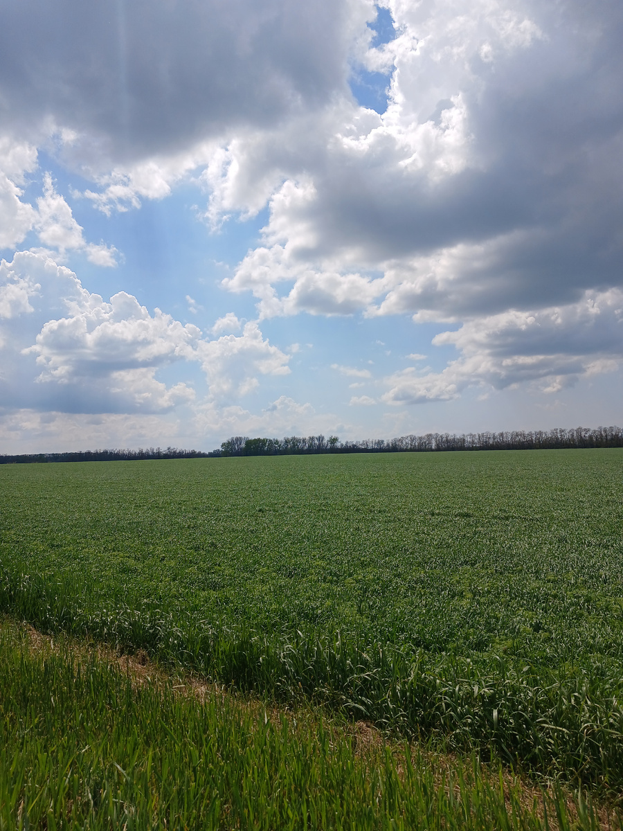 Зерновые в процессе..