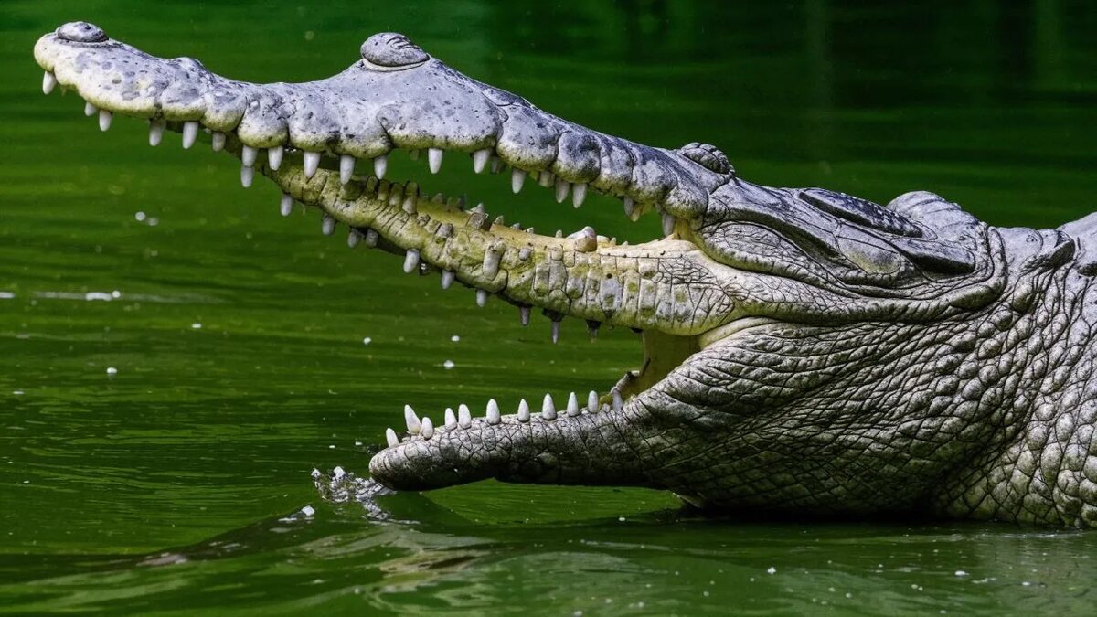    Сгенерировано ИИ