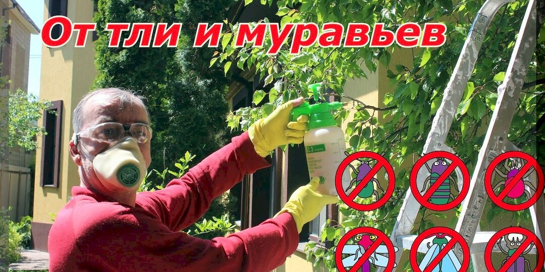 Тля и муравьи - начало борьбы: как весной не дать распространится вредителям в цветущем плодовом саду