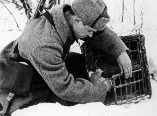 Голубиная почта в годы войны была надежным оперативным средством связиИсточник: rbth.com.