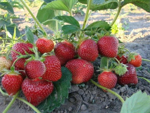Секреты обильного урожая клубники: как подкормить весной для максимального результата